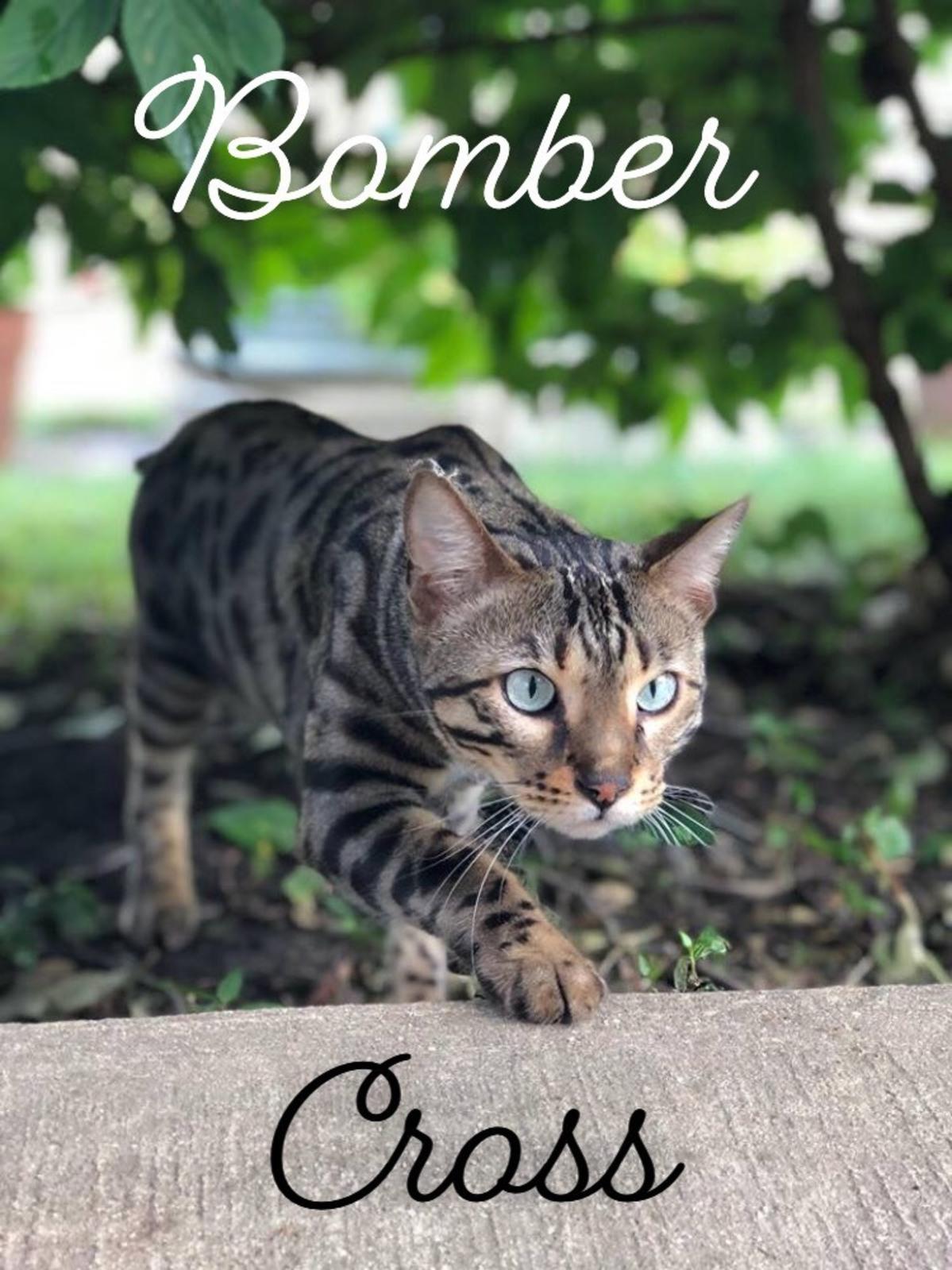 cat vaccinations for cattery