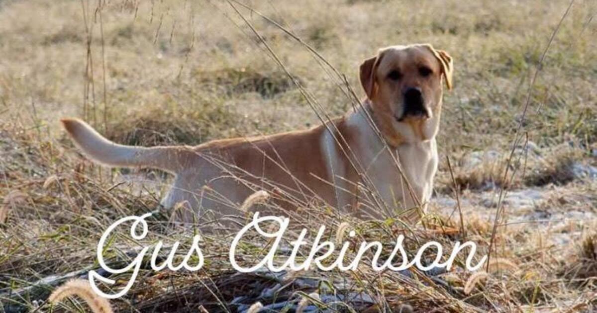 Patient Resources Animal Health Center Of Rolla